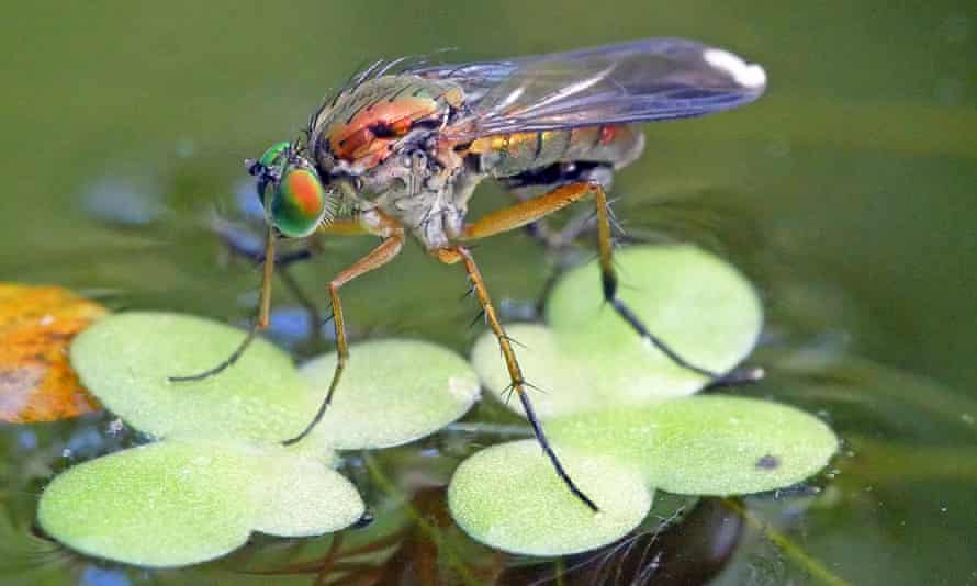 The semaphore fly