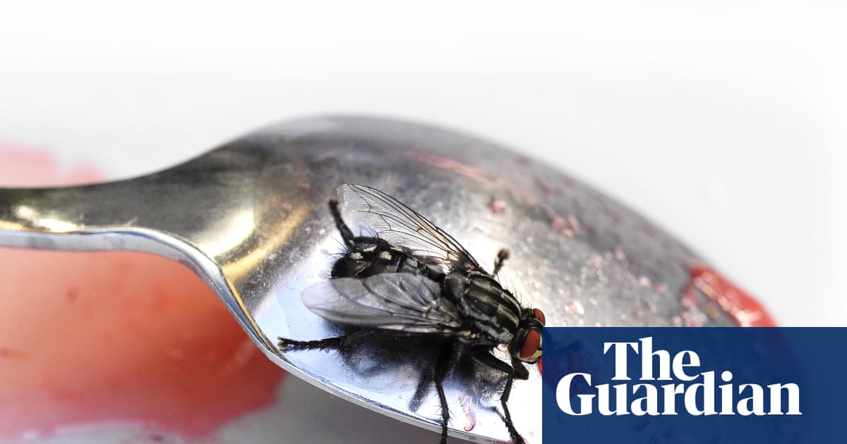 The buzz about fly infestations this summer | Letters