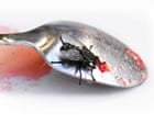 Readers Debate Decline and Rise of Housefly Infestations