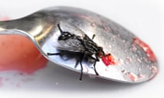 A common housefly on the back of jam spoon