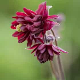 Aquilegia vulgaris var. stellata ‘Ruby Port’.