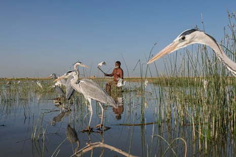 A man stands knee deep in water surrounded by grass and herons. He is holding a stick on which a bird perches.