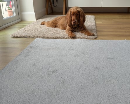 Andy Shaw testing carpet cleaners: long and short pile carpets before dirtying (with dog)
