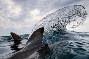 A photo showing the fins of two sharks above the water as they circle each other
