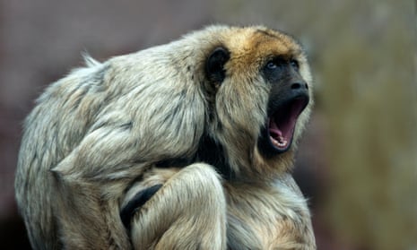 To Have a Monkey on Your Back' Is No Laughing Matter