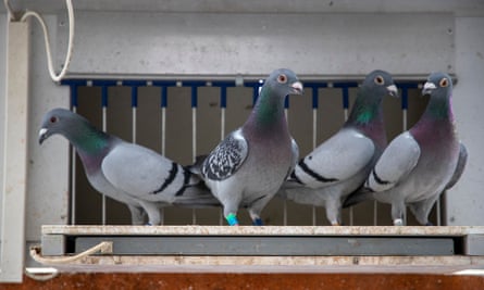 Belgian homing pigeons