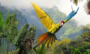 Close up of great green macaw flying through the rainforest in Costa Rica, showing the yellow underside of one wing, the blue top of the other, a red head and green and red tail