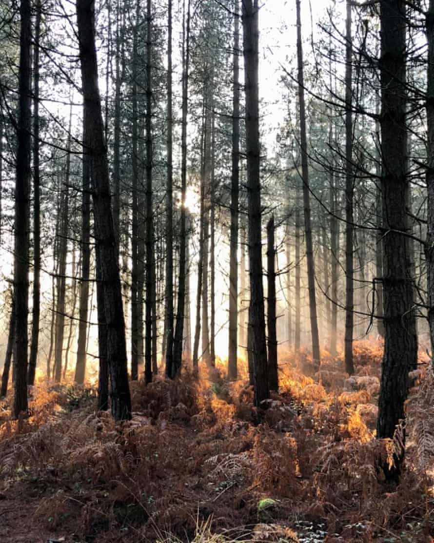 Detail of trees in a forest.