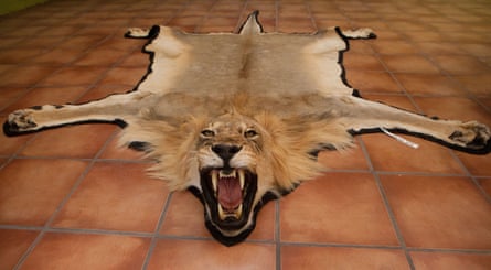 A taxidermy trophy lion. Lion populations have dropped by three quarters in a half century – and many populations are near extinction.