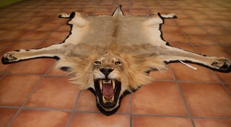 A lion skin as a trophy from a hunt in Namibia. 