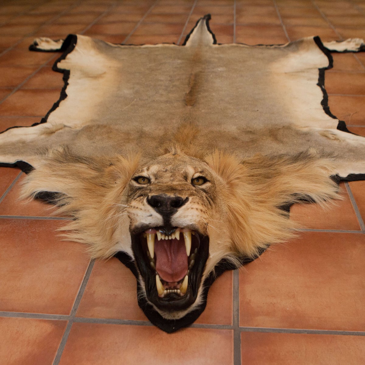 Elephant ears and lion bones among hunting trophies imported into the UK | UK news | The Guardian Elephant ears and lion bones among hunting trophies imported into the UK | UK news | The Guardian