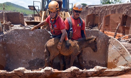 A foal is rescued at the site of the dam rupture in the town of Bento Rodrigues.
