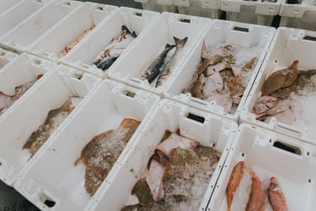 Plastic boxes with different types of fish lying on crushed ice