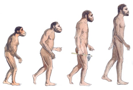 Illustration of human evolution (from left to right) Australopithecus afarensis, Australopithecus africanus, Homo erectus and Homo sapiens