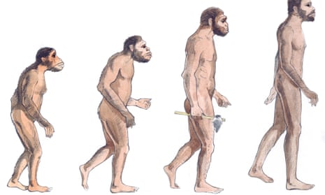 Illustration of human evolution from left to right Australopithecus afarensis, Australopithecus africanus, Homo erectus and Homo sapiens.