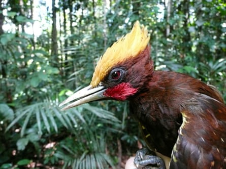Um pássaro marrom com bico pontudo e afiado, crista amarela e bochechas vermelhas.