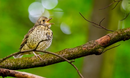 Diversity and richness of birdsong is linked to decreased stress and a quicker recovery of a balanced nervous system.