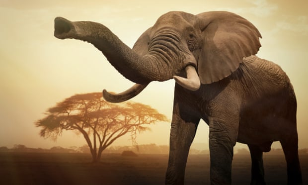 A giant female African elephant (Loxodonta africana) at sunset showing trunk as an aggressive signal.