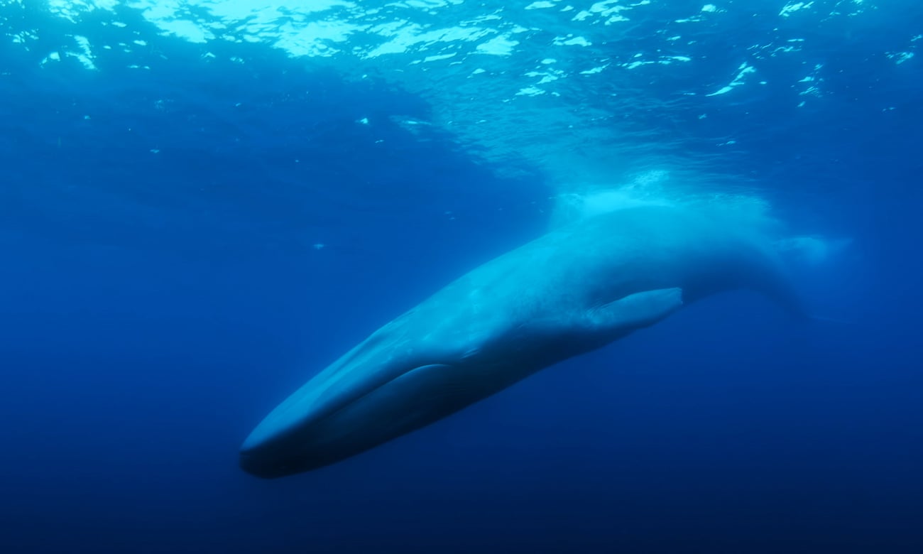 Scientists believe the 52Hz whale may be a hybrid between a blue and a fin whale