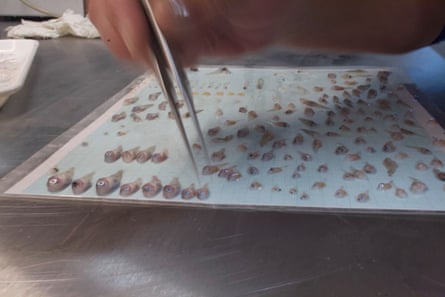 Baby fish lined up on metal counter top, sorted by a pair of tweezers