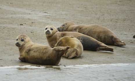 Seal pups in the Thames Estuary.