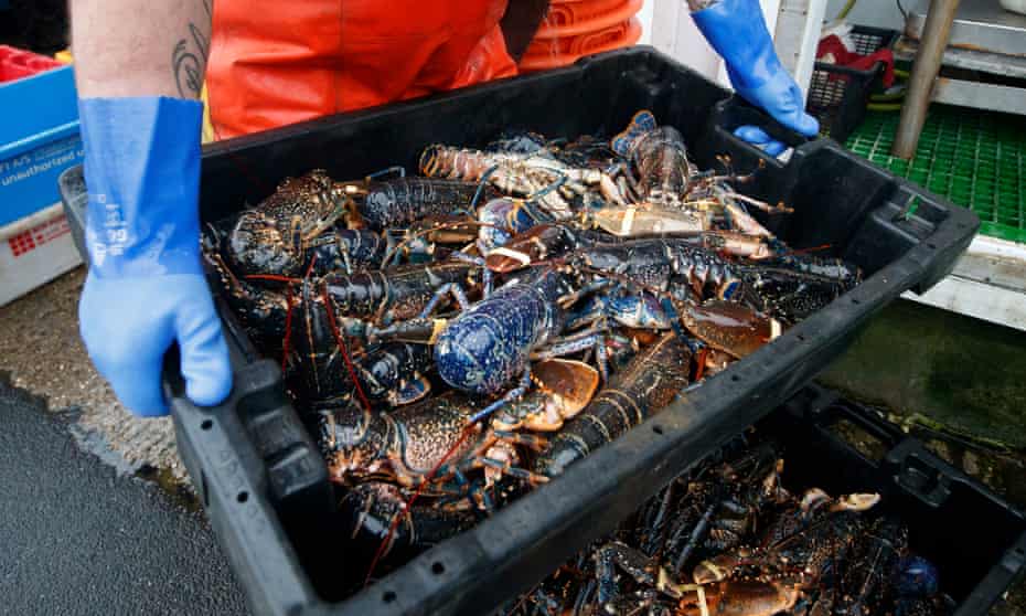 Crate of lobsters