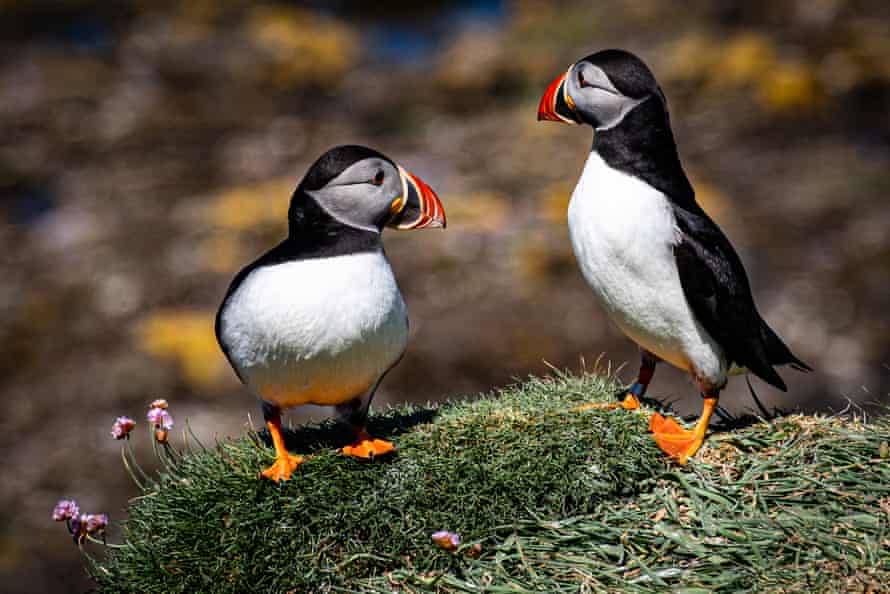 Two puffins in the Inner Hebrides.