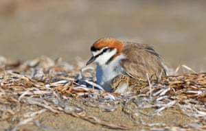 A red-capped plover and a chick