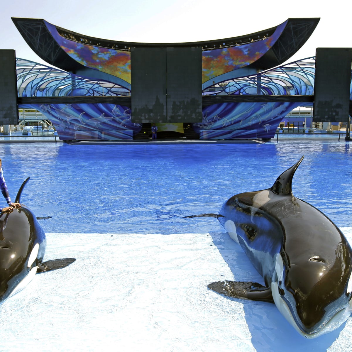 SeaWorld sees profits plunge 84% as customers desert controversial