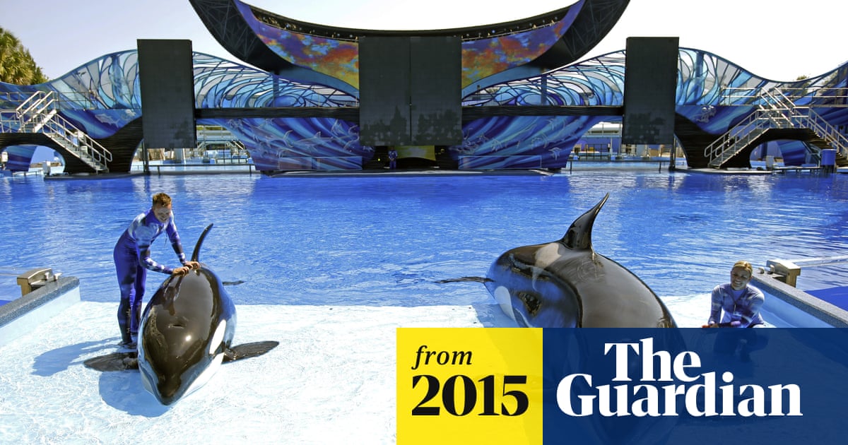 SeaWorld sees profits plunge 84% as customers desert controversial