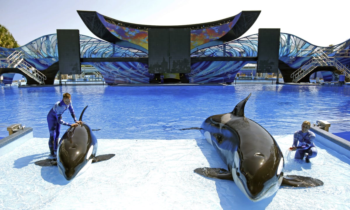 SeaWorld sees profits plunge 84% as customers desert controversial park | US news | The Guardian