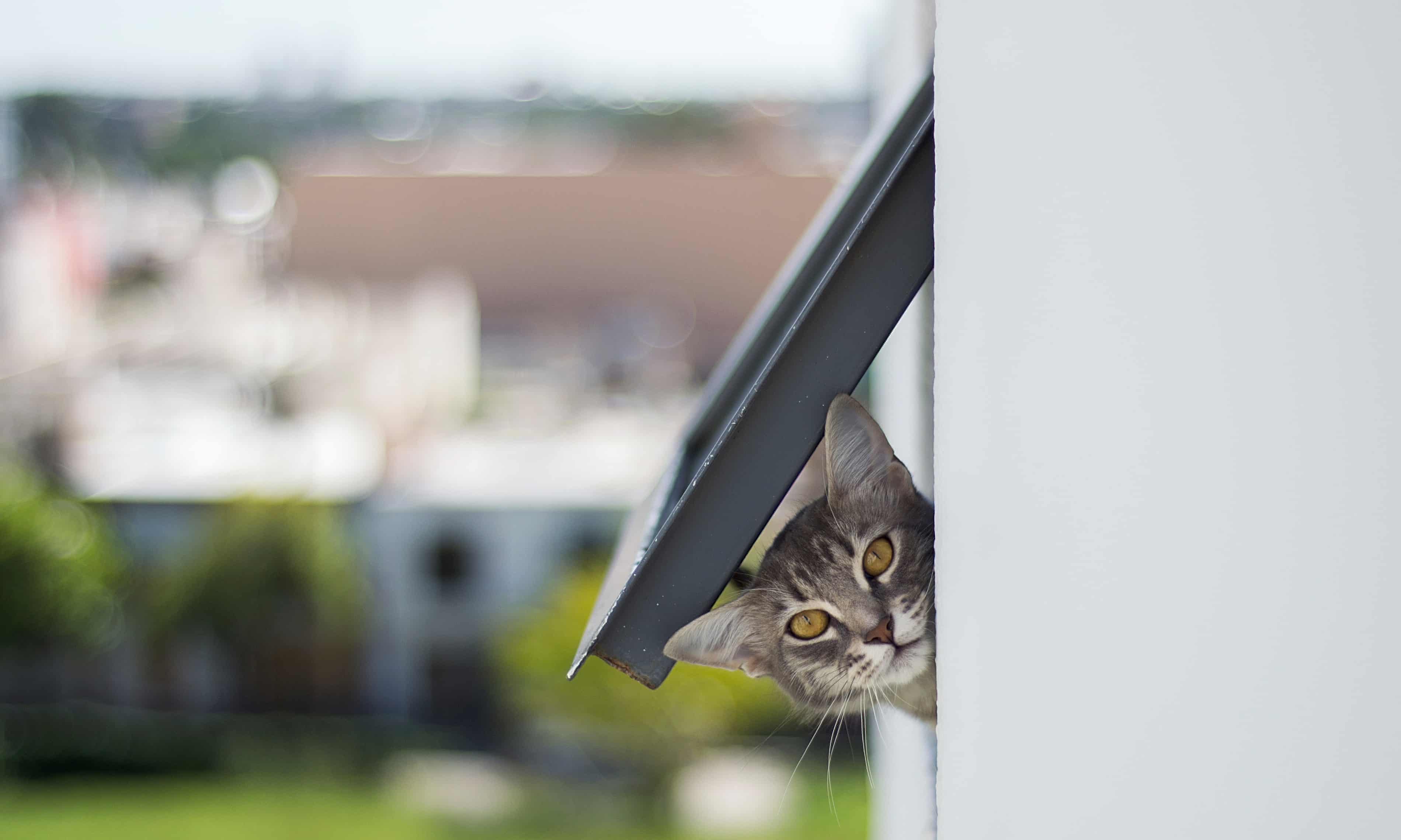 Cat makes surprise return home four days after being ‘cremated’ (theguardian.com)