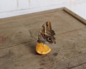 Philadelphia, Pennsylvania, 2021 butterfly on a piece of orange