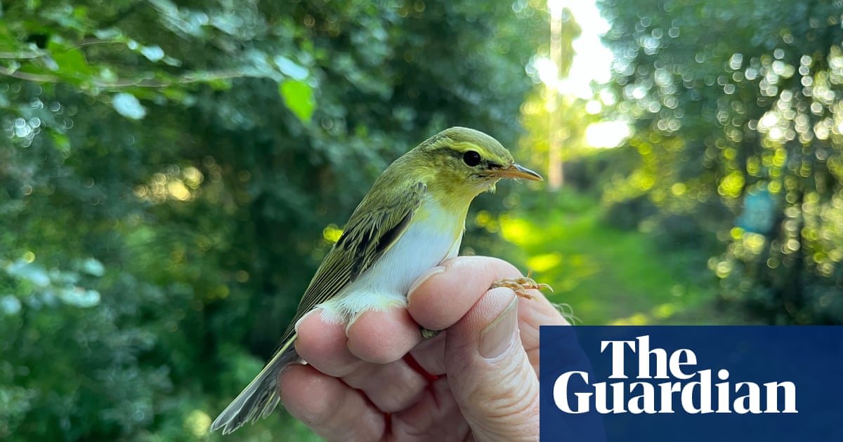 What Bird Fly in Sahara Desert: Amazing Species You Must Know