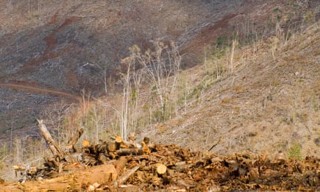 Clear felling of subtropical rainforest in the Kandanga Range, Yabba State Forest, Queensland, Australia