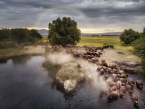 A buffalo herd is passing a lake before moving to its shelter where the herd will retreat to rest. Turkey
