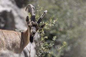A wild goat  appears to stare towards the camera in front of a rock face an bushes