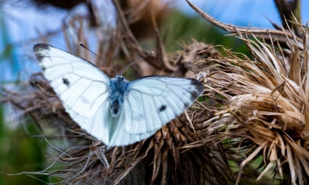 A white butterfly