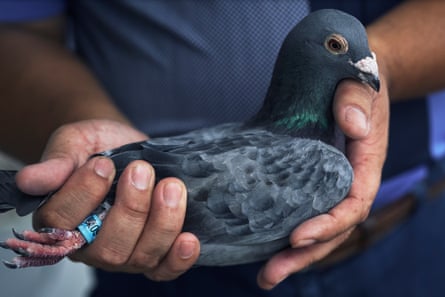 Huang Nai-shun holding one of his pigeons