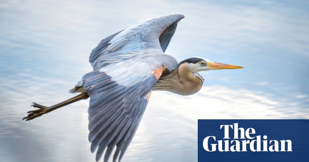 The gift of a heron provoked which war? The Weekend quiz