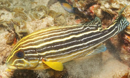 An adult blue bastard fish