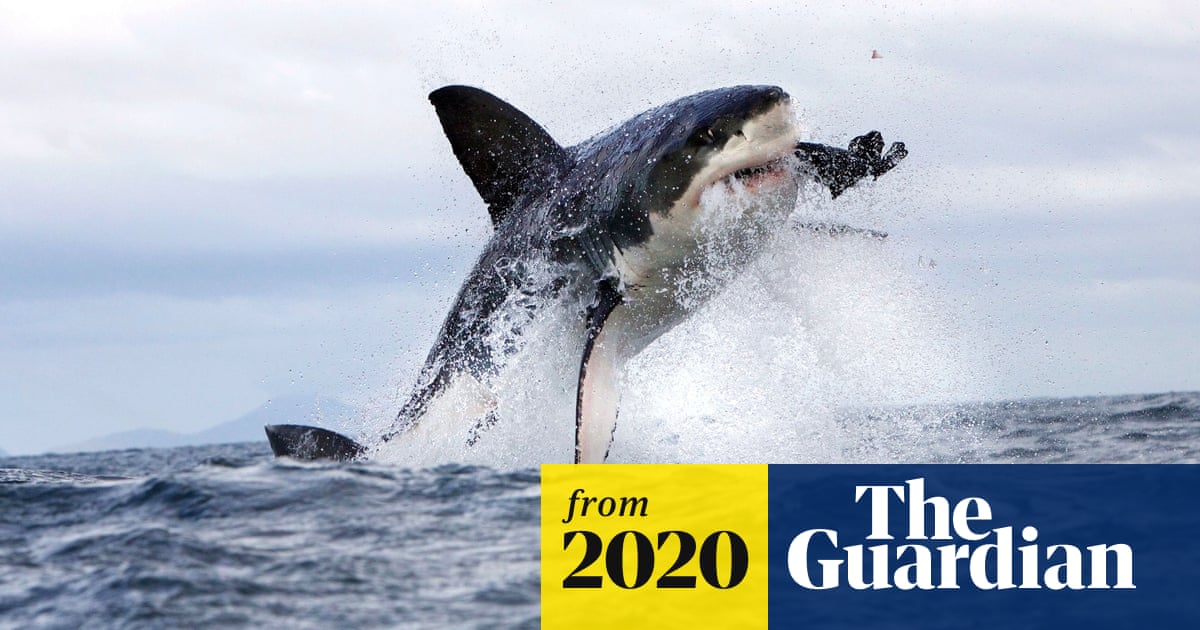 Rare shark attack in Maine may be linked to marine protection efforts