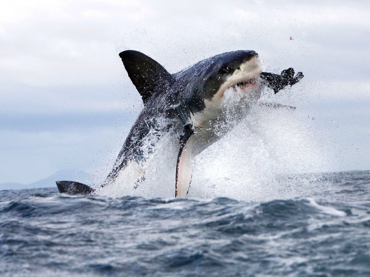 Rare shark attack in Maine may be linked to marine protection efforts | Sharks | The Guardian