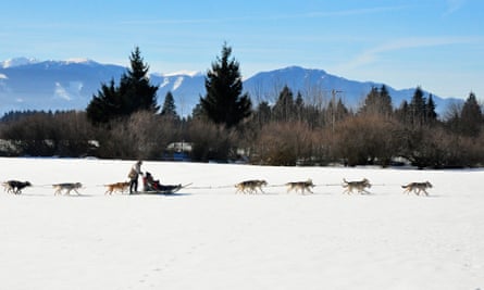 A line of huskies pulling a sled with one person sitting and one standing on it
