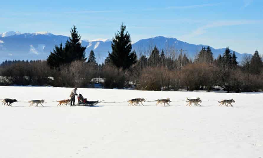 Une file de huskies tirant un traîneau avec une personne assise et une debout dessus