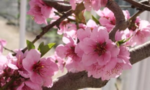 Los mejores jardines para visitar una explosión de la primavera de color 1 Nectarine ‘Humboldt’ blossom at West Dean.
