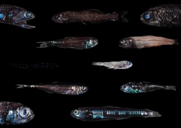 In the ocean's twilight zone, a fish that could feed the world – or destroy  it | Marine life | The Guardian