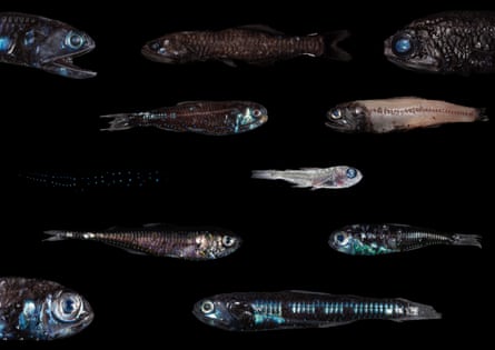Varieties of lantern fish.
