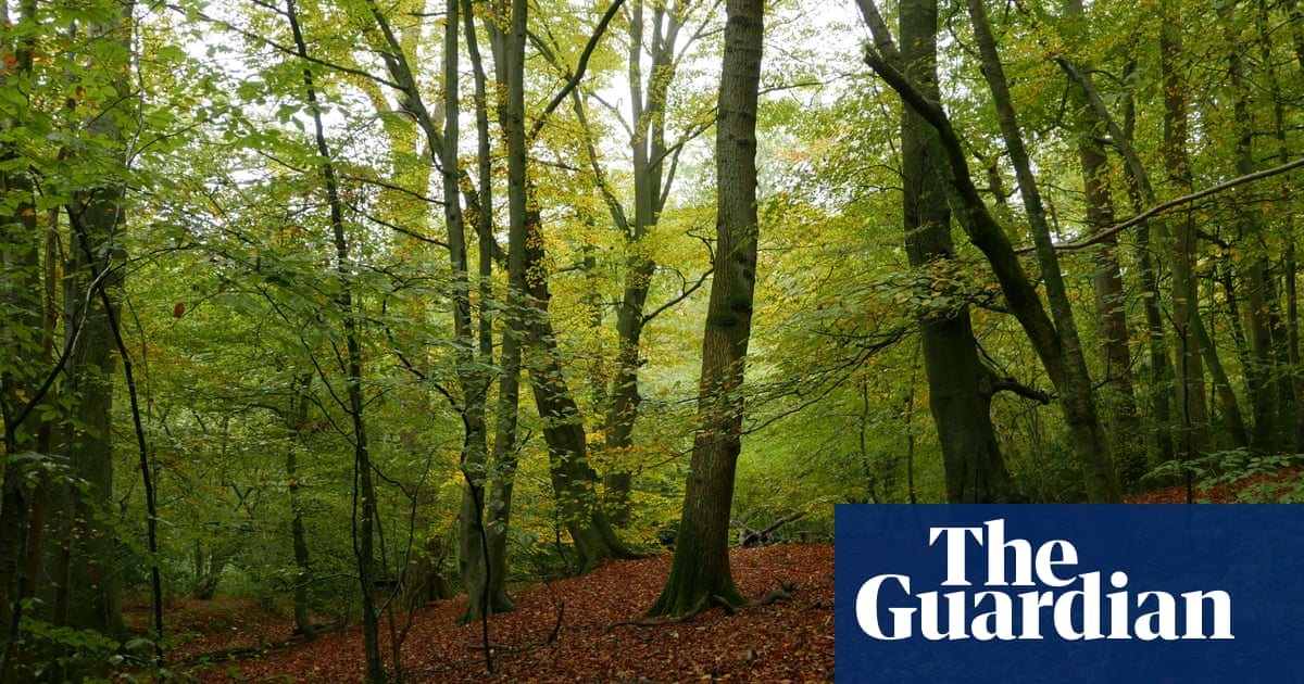 From ancient oaks to walking yews: the story of Britain’s great trees, forests and avenues