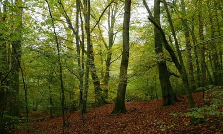 Unworked woodland in Britain